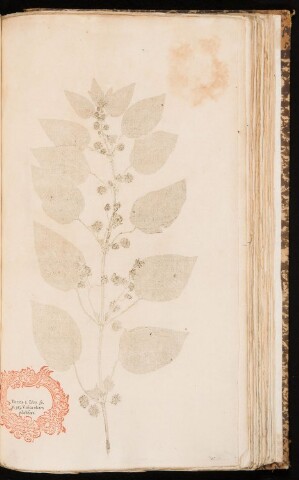 Anteprima dell'oggetto