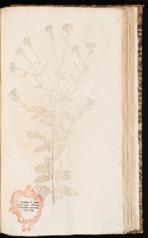 Anteprima dell'oggetto