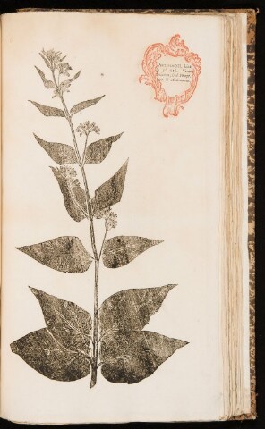 Anteprima dell'oggetto