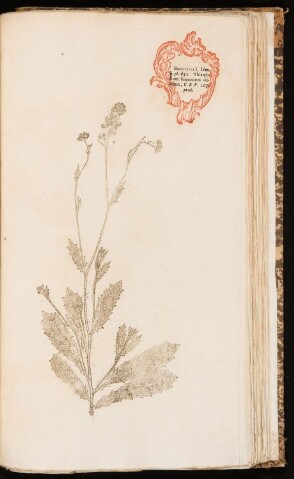 Anteprima dell'oggetto