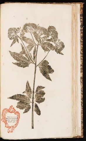 Anteprima dell'oggetto