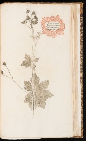 Anteprima dell'oggetto