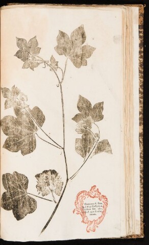 Anteprima dell'oggetto