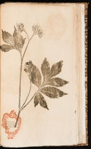 Anteprima dell'oggetto