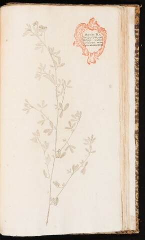 Anteprima dell'oggetto