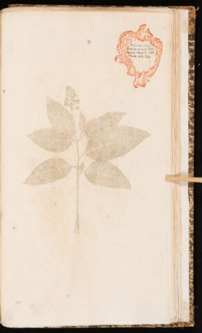 Anteprima dell'oggetto