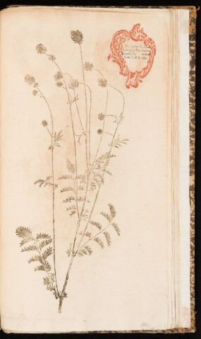 Anteprima dell'oggetto