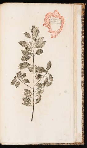 Anteprima dell'oggetto