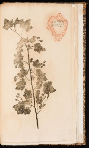 Anteprima dell'oggetto