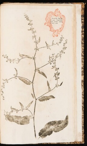 Anteprima dell'oggetto