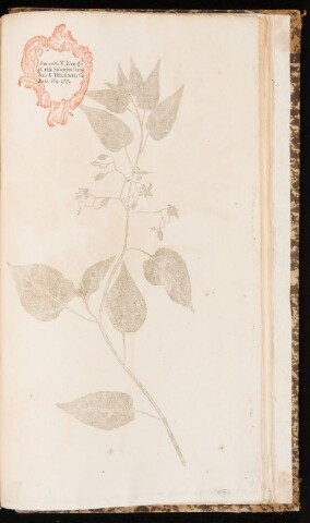 Anteprima dell'oggetto