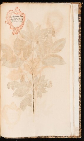 Anteprima dell'oggetto