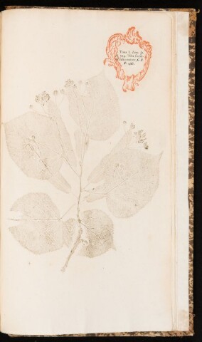 Anteprima dell'oggetto