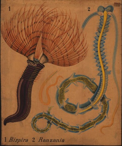 Anteprima dell'oggetto