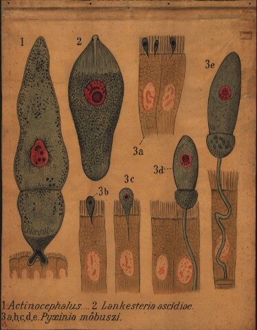 Anteprima dell'oggetto