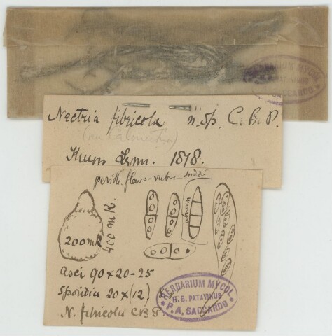 Anteprima dell'oggetto