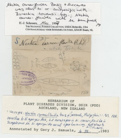 Anteprima dell'oggetto