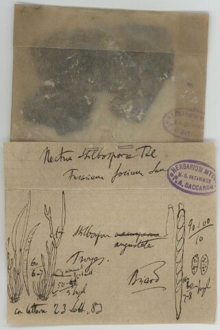 Anteprima dell'oggetto