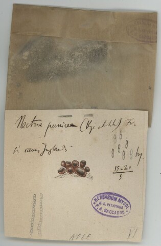 Anteprima dell'oggetto