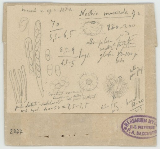 Anteprima dell'oggetto