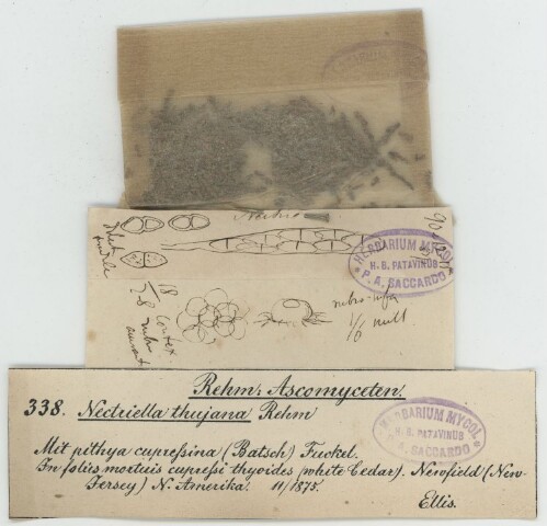 Anteprima dell'oggetto