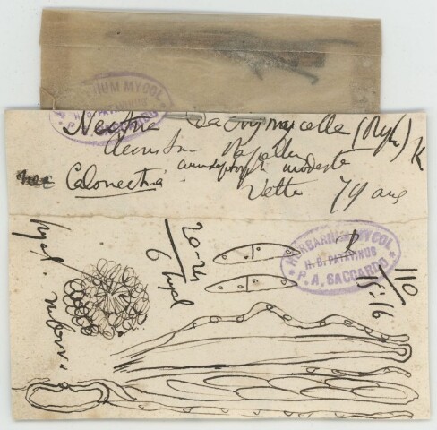 Anteprima dell'oggetto