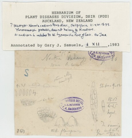 Anteprima dell'oggetto