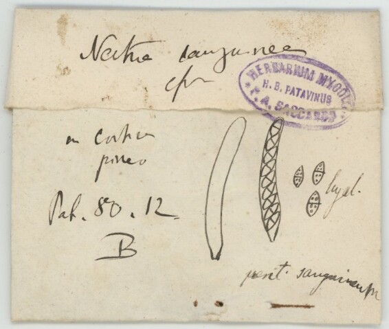 Anteprima dell'oggetto