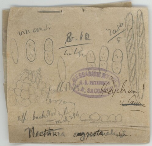 Anteprima dell'oggetto