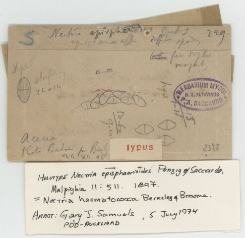 Anteprima dell'oggetto