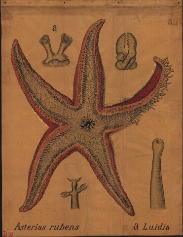 Anteprima dell'oggetto