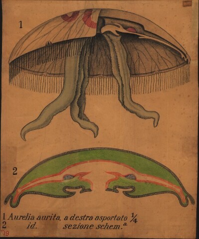 Anteprima dell'oggetto