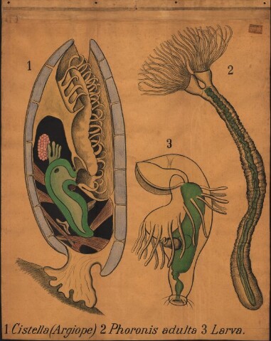 Anteprima dell'oggetto