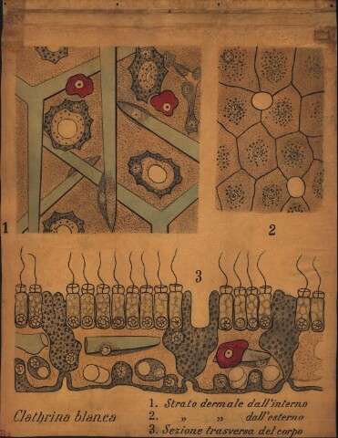 Anteprima dell'oggetto