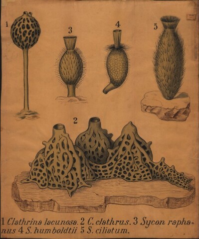 Anteprima dell'oggetto