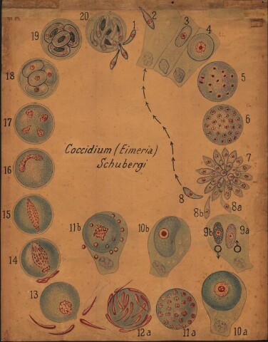 Anteprima dell'oggetto