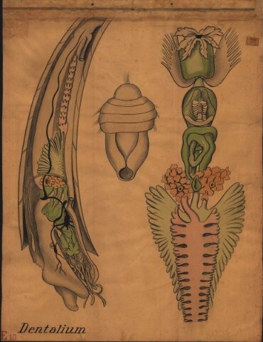 Anteprima dell'oggetto