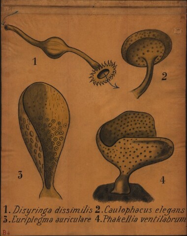 Anteprima dell'oggetto