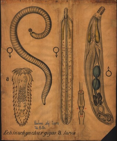 Anteprima dell'oggetto