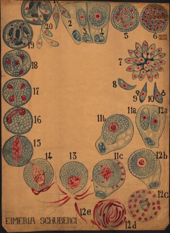 Anteprima dell'oggetto