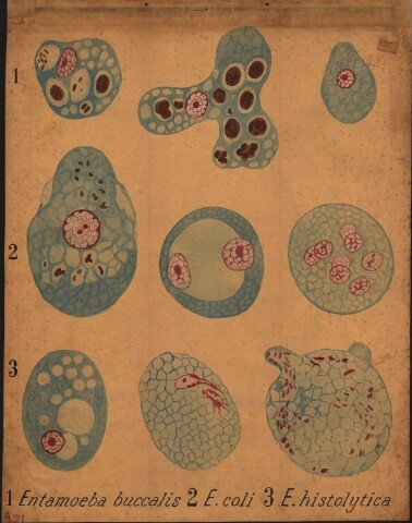 Anteprima dell'oggetto