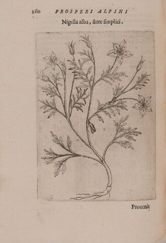 Anteprima dell'oggetto