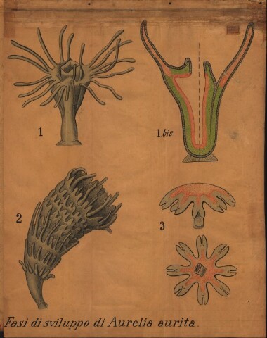 Anteprima dell'oggetto