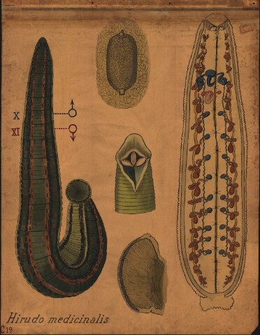 Anteprima dell'oggetto