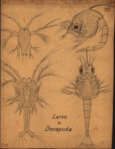 Anteprima dell'oggetto