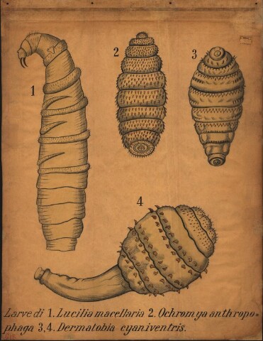 Anteprima dell'oggetto