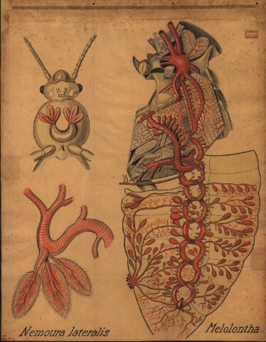 Anteprima dell'oggetto