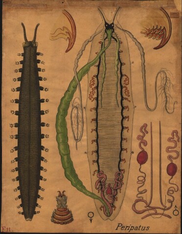 Anteprima dell'oggetto