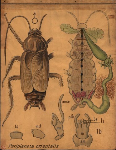 Anteprima dell'oggetto