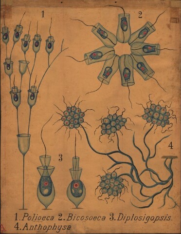 Anteprima dell'oggetto